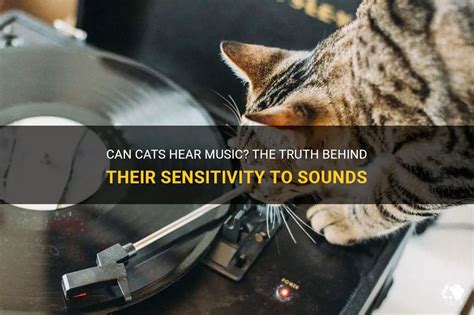 can cats hear music? Do they have their own musical preferences?